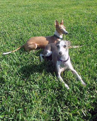 Mudhol Hound