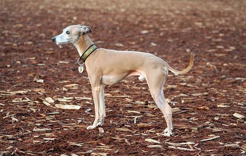 Rampur Hound